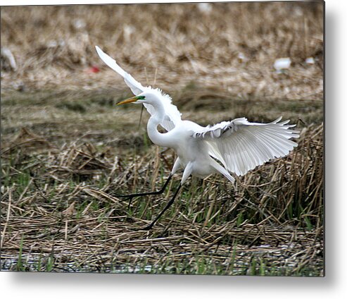 Wildlife Metal Print featuring the photograph Great Egret Landing by William Selander