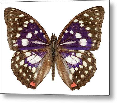 Specimen Metal Print featuring the photograph Great Purple Butterfly by Natural History Museum, London/science Photo Library