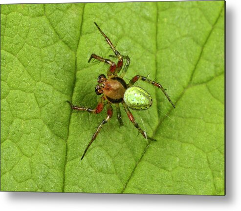Arachnid Metal Print featuring the photograph Green Orb-weaver Spider by Nigel Downer