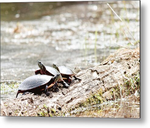 Painted Turtle Metal Print featuring the photograph Group of Turtles by Cheryl Baxter