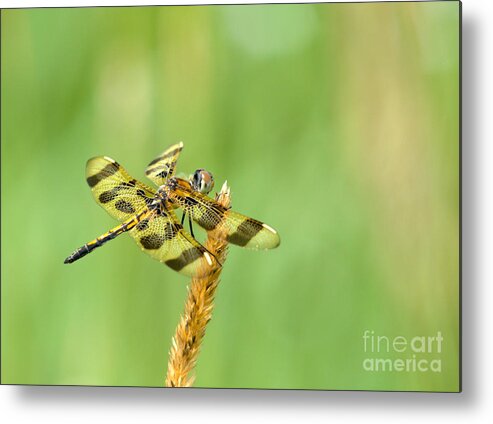 Halloween Penant Dragonfly Metal Print featuring the photograph Halloween Pennant by Cheryl Baxter