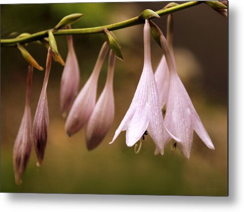Flowers Metal Print featuring the photograph Hanging Hosta by Jessica Jenney