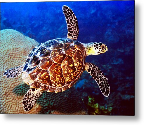  Swimming Sea Turtle Metal Print featuring the photograph Hawksbill by Jean Noren