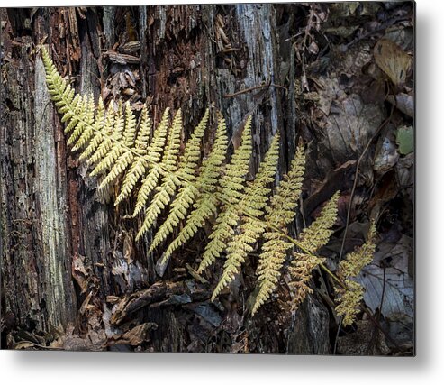 Andrew Pacheco Metal Print featuring the photograph Hay-Scented Fern by Andrew Pacheco