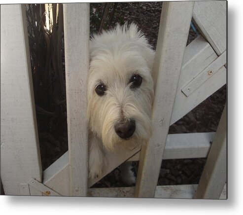 Family Dog Metal Print featuring the photograph Help me by Bill TALICH