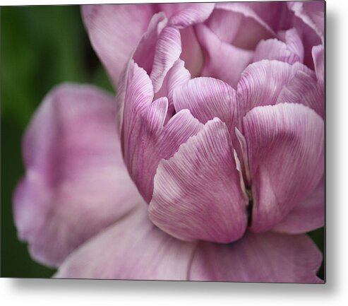 Tulips Metal Print featuring the photograph Her Enchanting Ways by The Art Of Marilyn Ridoutt-Greene