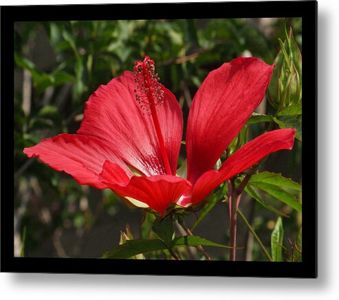 Red Metal Print featuring the photograph Hibiscus My Valentine by M Three Photos