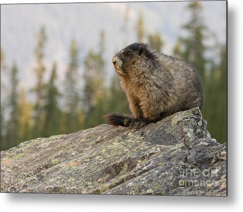 Marmots Metal Print featuring the photograph Hoary Marmot by Chris Scroggins