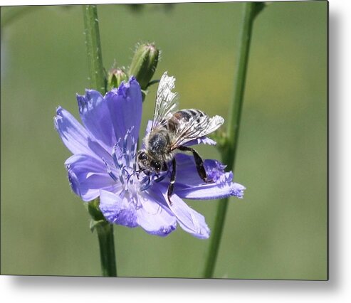 Honeybee Metal Print featuring the photograph honeybee on Chickory by Lucinda VanVleck