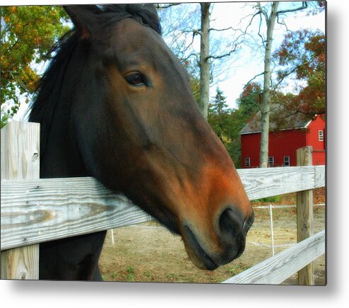 Horse Metal Print featuring the photograph Horse by Bruce Carpenter