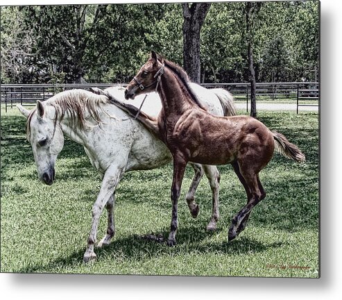 Horse Photograph Metal Print featuring the photograph Horse Yoga by Lucy VanSwearingen