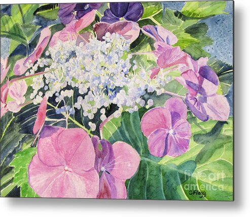 Original Watercolor Metal Print featuring the painting Hydrangea Blooming by Carol Flagg