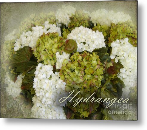  Metal Print featuring the photograph Hydrangea by Lee Owenby