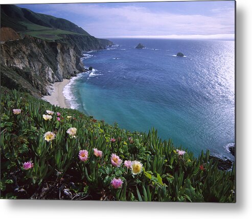 00174725 Metal Print featuring the photograph Ice Plants on Big Sur Coast by Tim Fitzharris