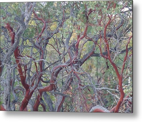  Metal Print featuring the photograph Idyllwild Red Tree by Nora Boghossian