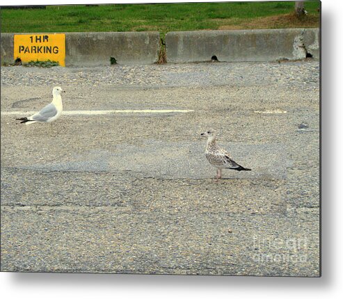 Seagulls Metal Print featuring the photograph Is It An Hour Yet by Leone Lund