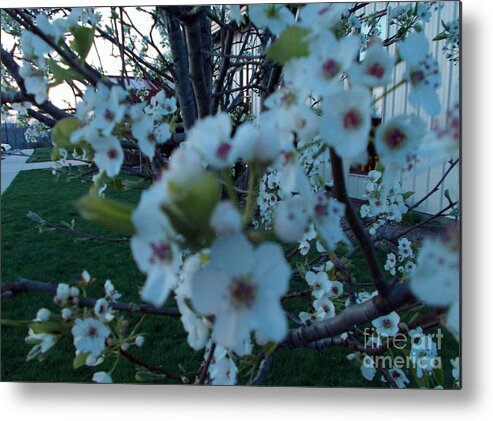  Metal Print featuring the photograph It's Spring Time by Valerie Shaffer