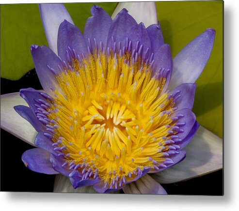Water Metal Print featuring the photograph Just Opening Purple and Yellow Waterlily by Jean Noren