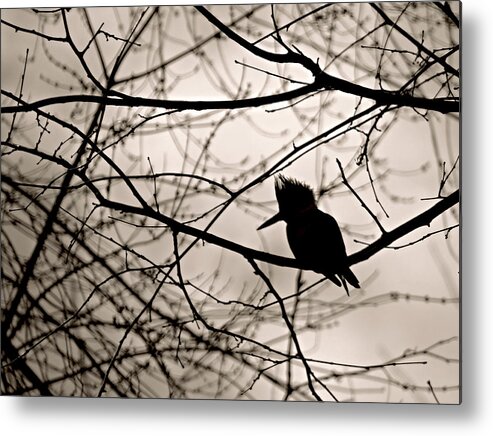 Kingfisher Silhouette Metal Print featuring the photograph Kingfisher Silhouette by Dark Whimsy