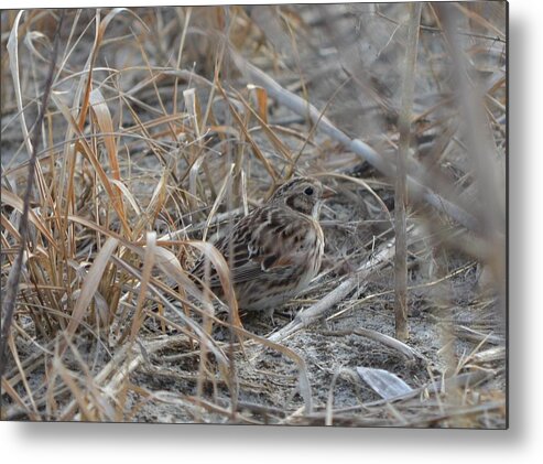 Lapland Longspur Metal Print featuring the photograph Lapland Longspur III by James Petersen