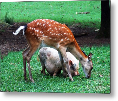 Photograph Metal Print featuring the photograph Lets Pig Out by M Three Photos