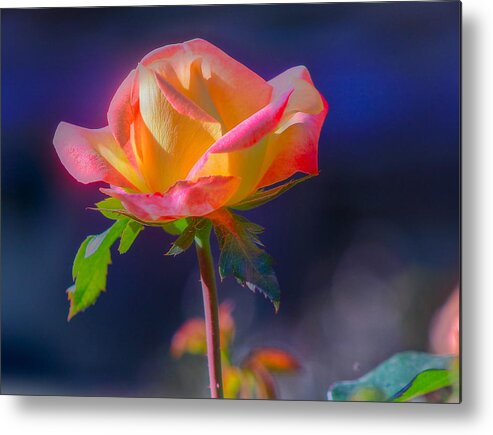 Nature Metal Print featuring the photograph Flower 10 by Albert Fadel