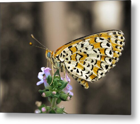 Madais Fausta Metal Print featuring the photograph Like a flying Tiger by Meir Ezrachi