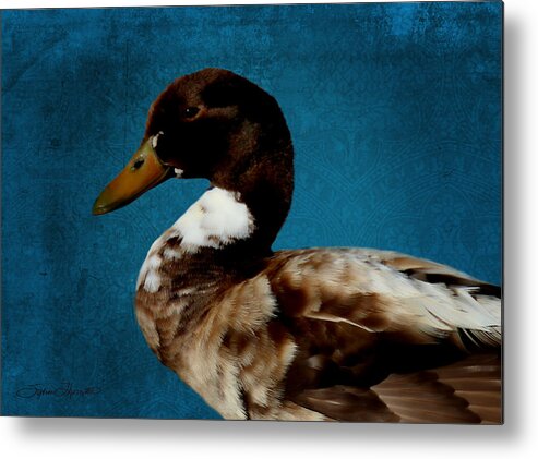 Duck Metal Print featuring the photograph Little Brown Duck by Sylvia Thornton