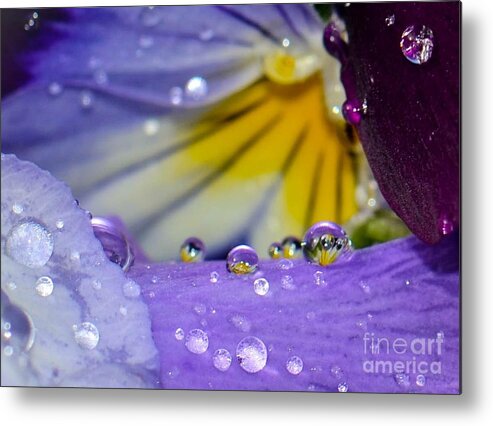 Pansy Metal Print featuring the photograph Little Faces by Amy Porter