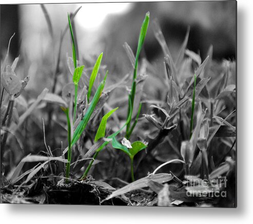 Green Metal Print featuring the photograph Live Green by Jai Johnson