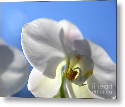 Orchid Metal Print featuring the photograph Look to the Sky by Neal Eslinger