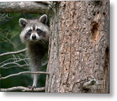 Raccoon Metal Print featuring the photograph Looking For Food by Cheryl Baxter