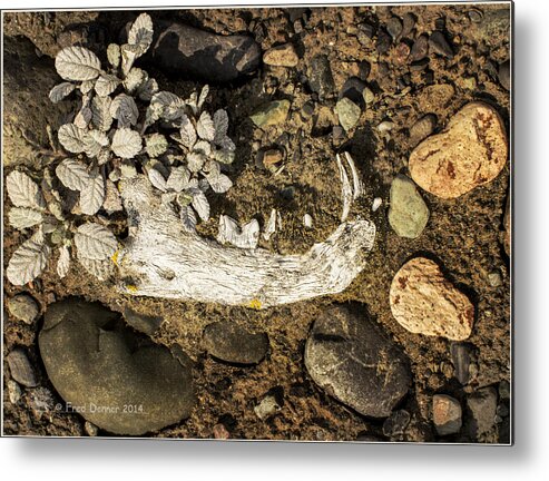 Bone Metal Print featuring the photograph Lynx Jaw by Fred Denner