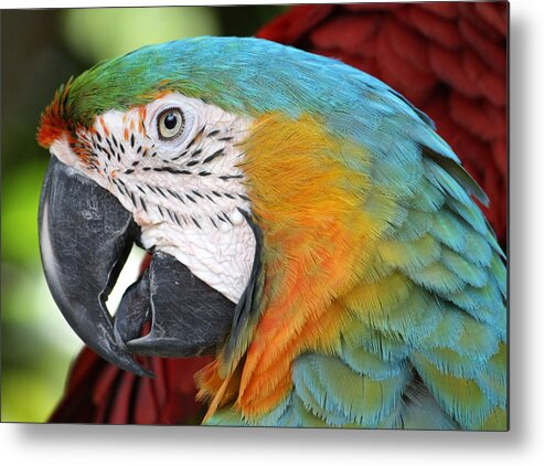 Parrot Metal Print featuring the photograph Magnificent Macaw by David Nicholls