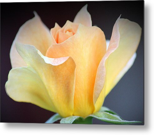 Roses Metal Print featuring the photograph Mango's Dance by The Art Of Marilyn Ridoutt-Greene