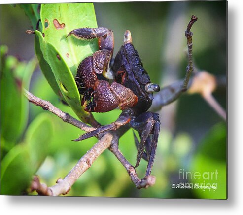 Mangrove Tree Crab Metal Print featuring the photograph Mangrove Tree Crab by Barbara Bowen