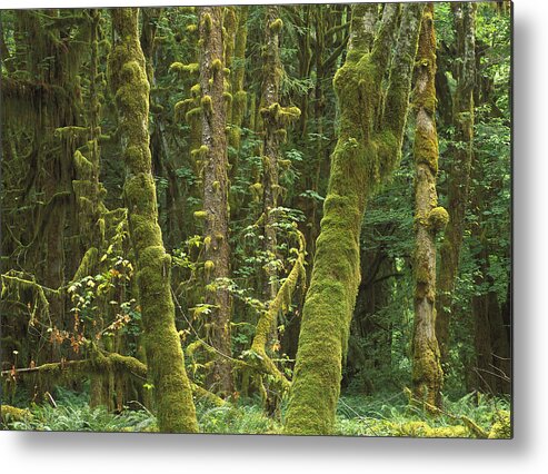 Feb0514 Metal Print featuring the photograph Maple Glade Quinault Rainforest by Tim Fitzharris