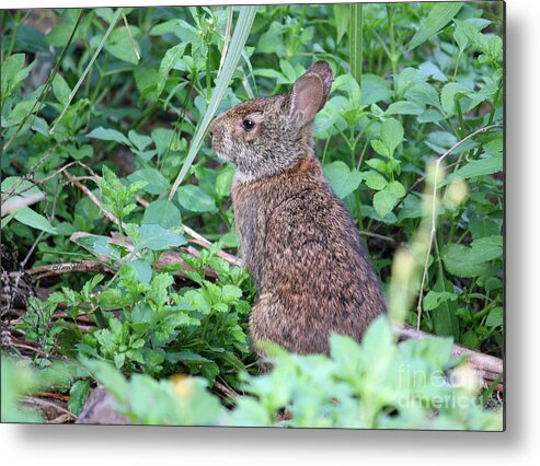 Bunny Metal Print featuring the photograph Marsh Hare by Terri Mills