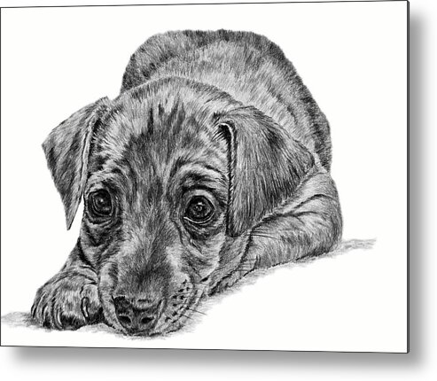 Dog Metal Print featuring the drawing Mini Pin by Pencil Paws