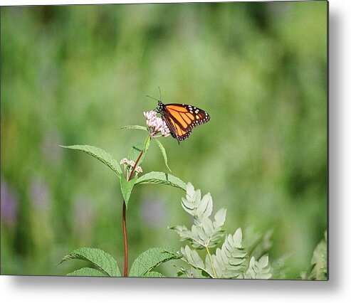 Butterfly Metal Print featuring the photograph Monarch by David Porteus