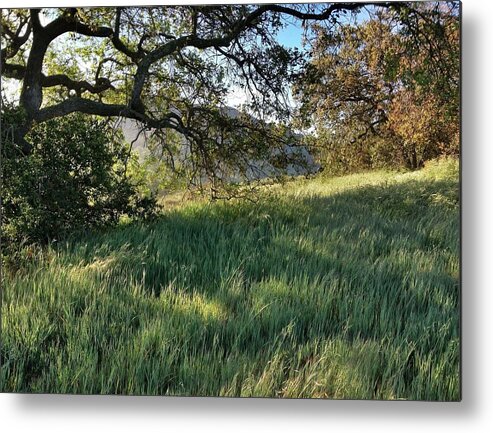 Grass Metal Print featuring the photograph Morning Sunlight by Dave Hall