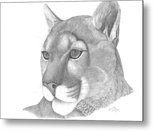 Mountain Lion Metal Print featuring the drawing Mountain Lion by Patricia Hiltz