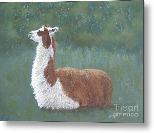 Llama Metal Print featuring the painting My Good Side by Phyllis Andrews