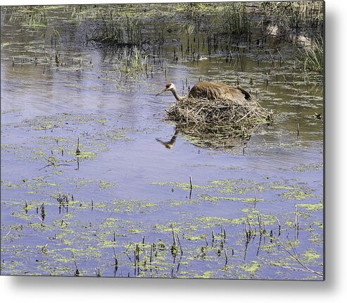 Sandhill Crane Metal Print featuring the photograph Nesting Sandhill Crane by Thomas Young