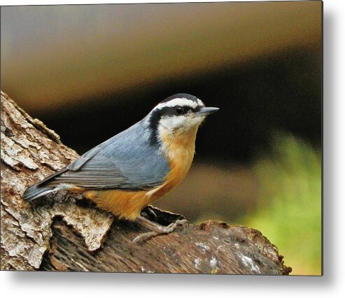Nuthatch Metal Print featuring the photograph Nuthatch Pose by VLee Watson