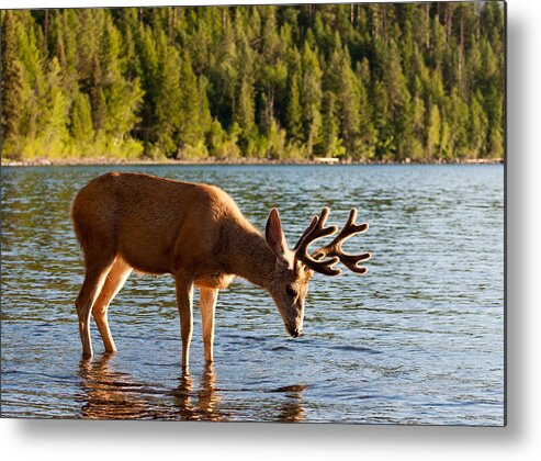 Deer Metal Print featuring the photograph Oh Deer Is That Me by Bruce Gourley