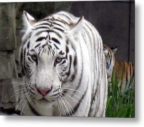 White Metal Print featuring the photograph Ol' Blue Eyes by Wendy Gertz