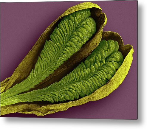 8931 Metal Print featuring the photograph Orchid Pollinia (ludisia Discolor) by Dennis Kunkel Microscopy/science Photo Library