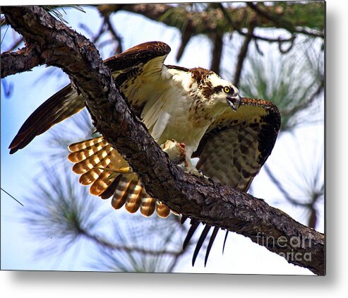 Osprey Metal Print featuring the photograph Osprey Meal Protection by Larry Nieland