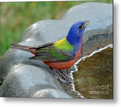 Variable Bunting Metal Print featuring the photograph Painted Bunting by Jimmie Bartlett